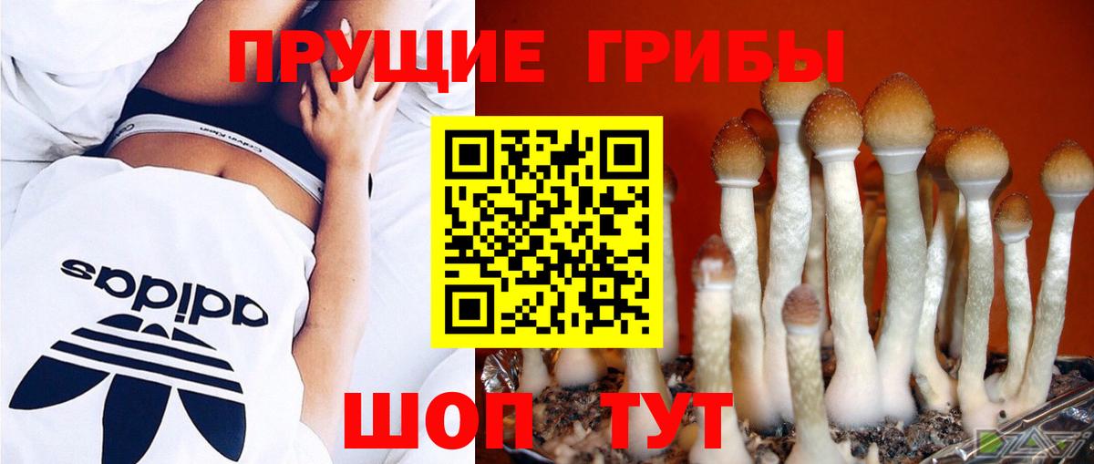Унеча  Псилоцибиновые грибы MAGIC MUSHROOMS  Галлюциногенные грибы мицелий  закладка  Вход с VPN 